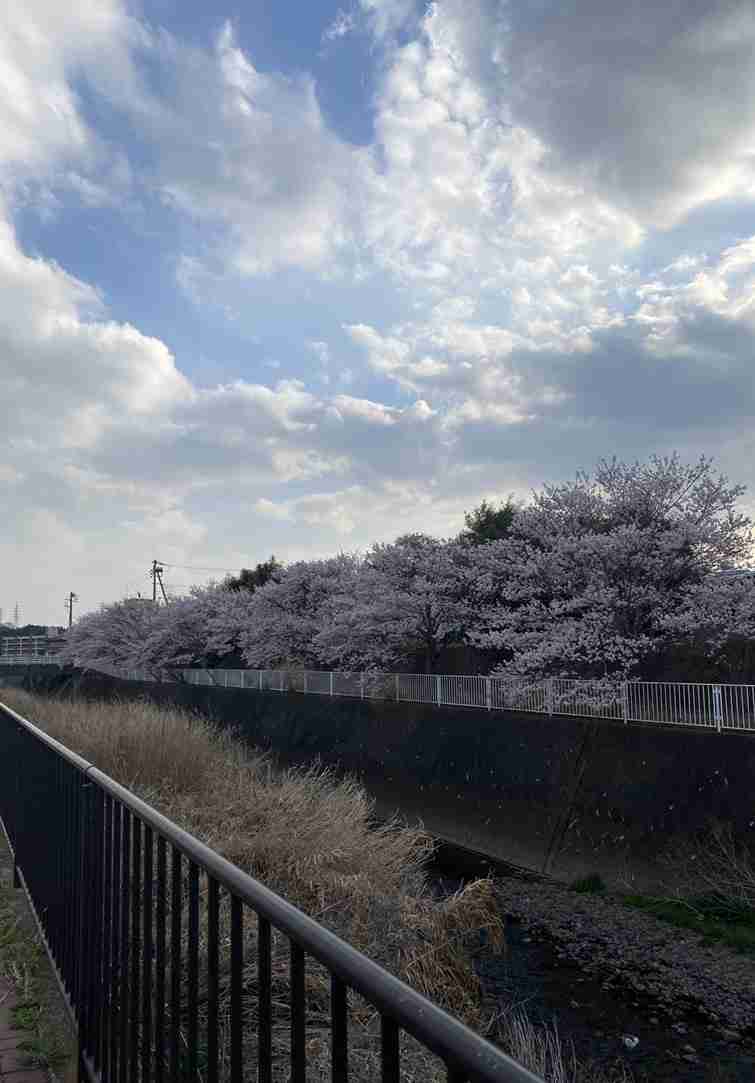 皆さんの近所の桜開花写真🌸