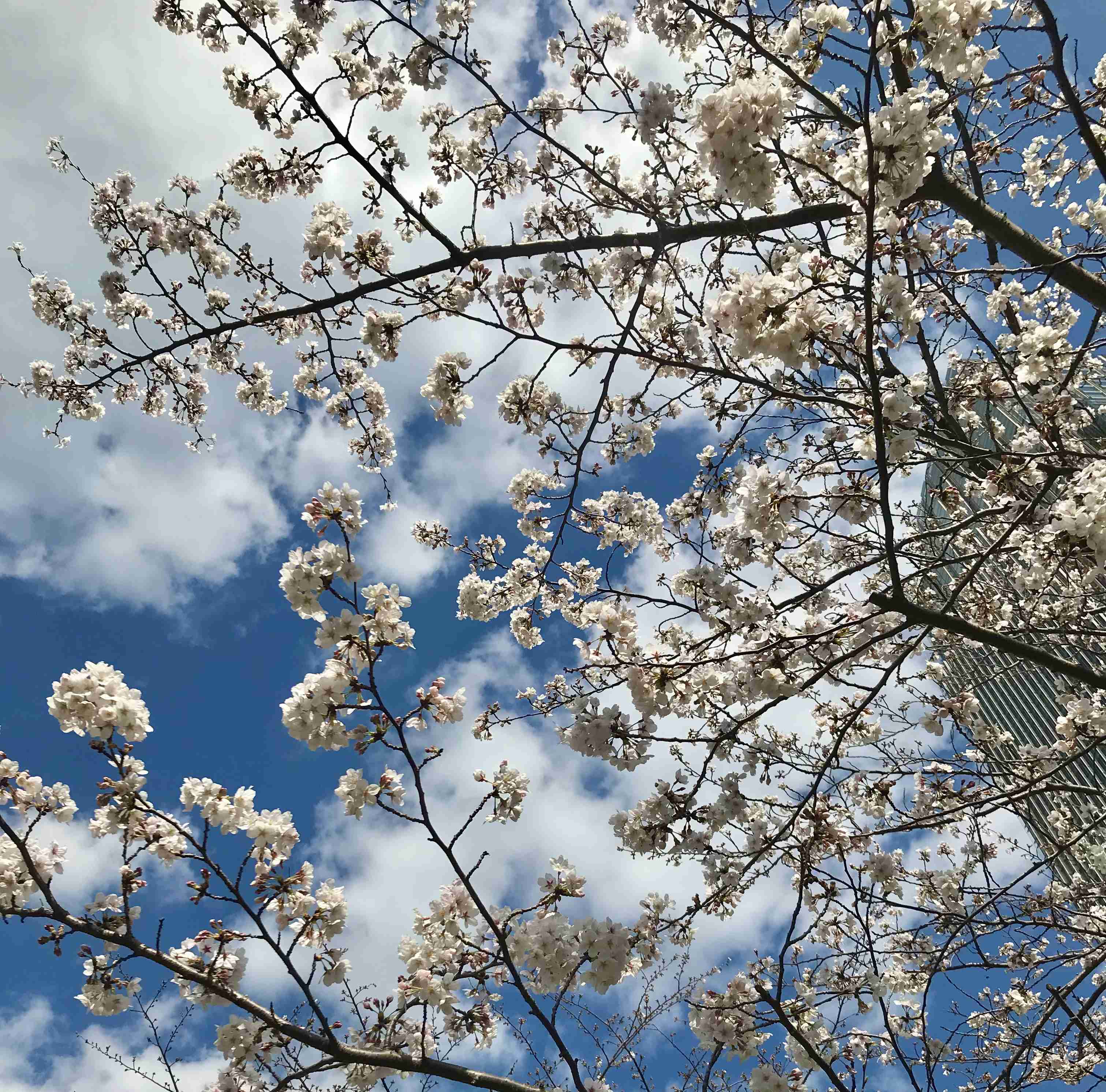 皆さんの近所の桜開花写真🌸
