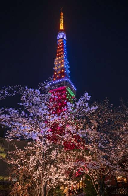 皆さんの近所の桜開花写真🌸