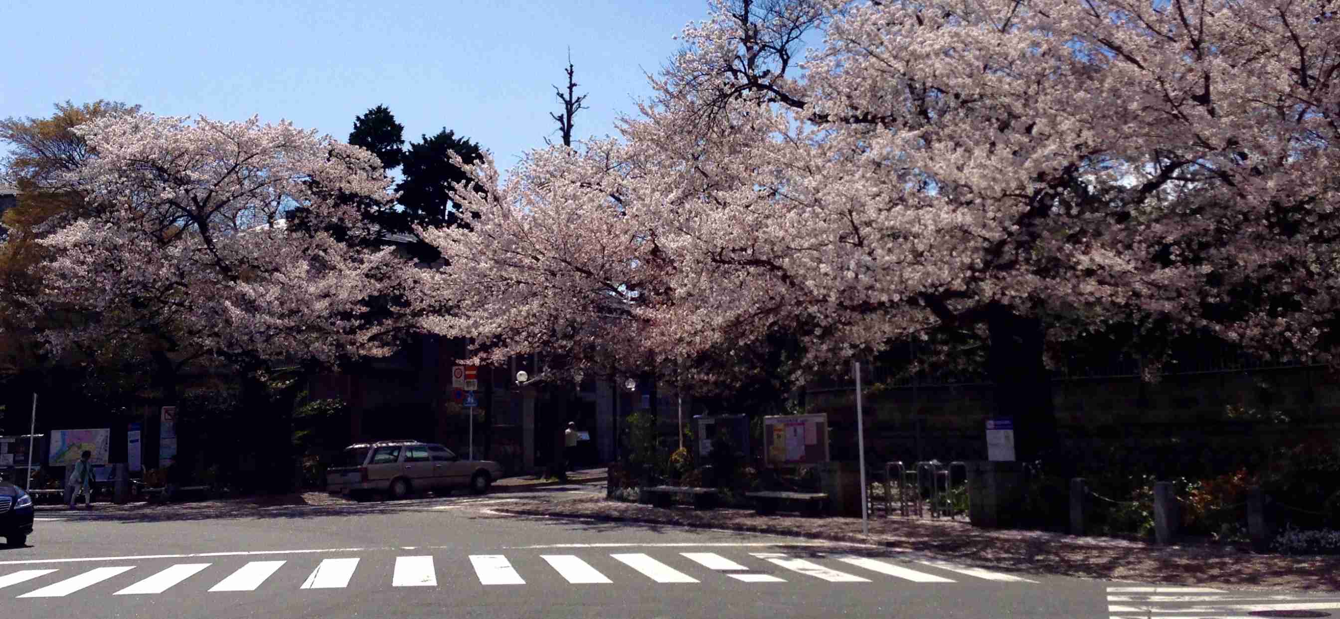 皆さんの近所の桜開花写真🌸
