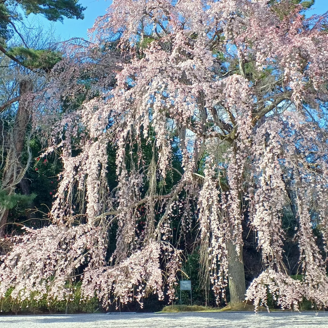 皆さんの近所の桜開花写真🌸