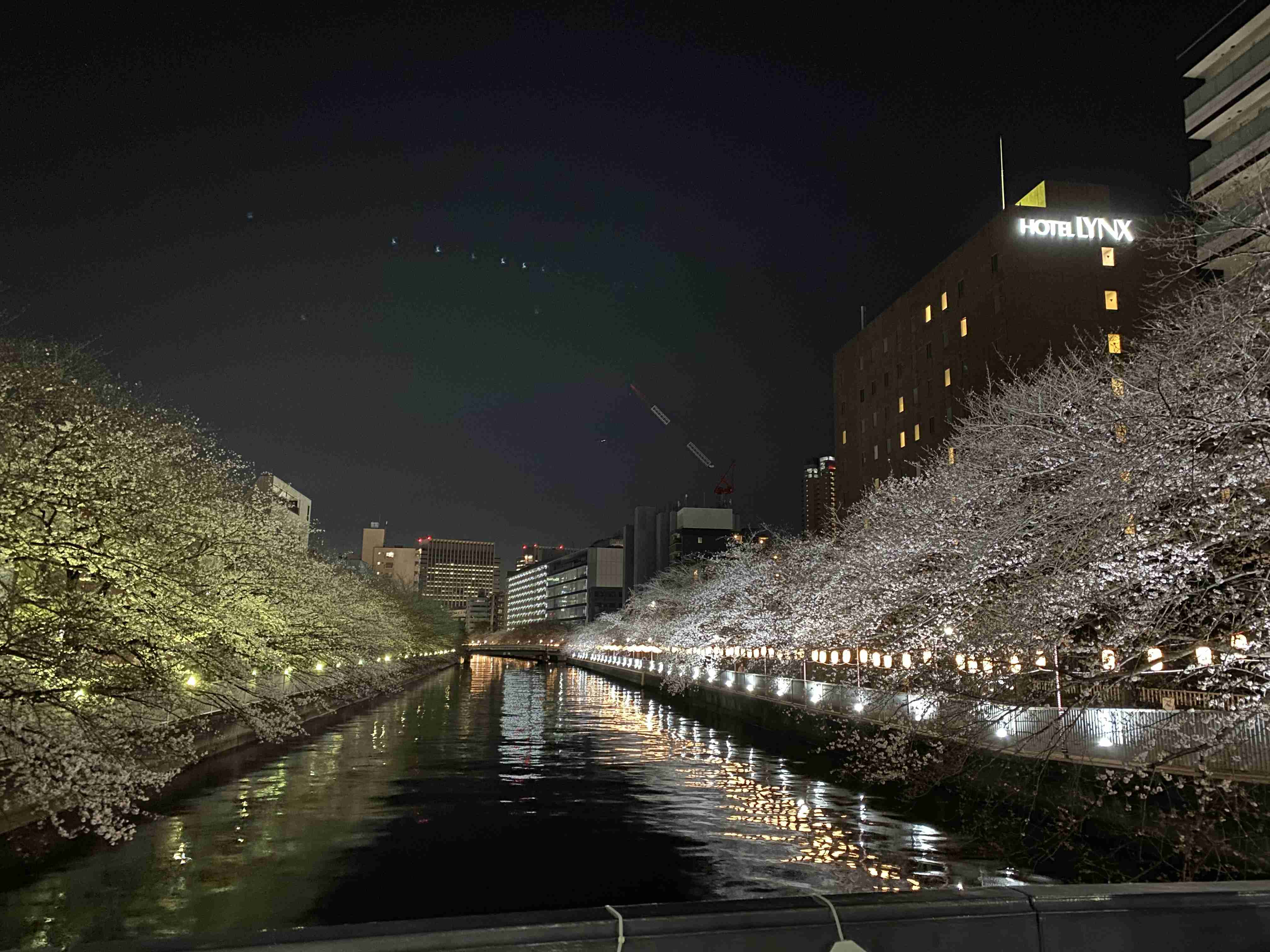 皆さんの近所の桜開花写真🌸