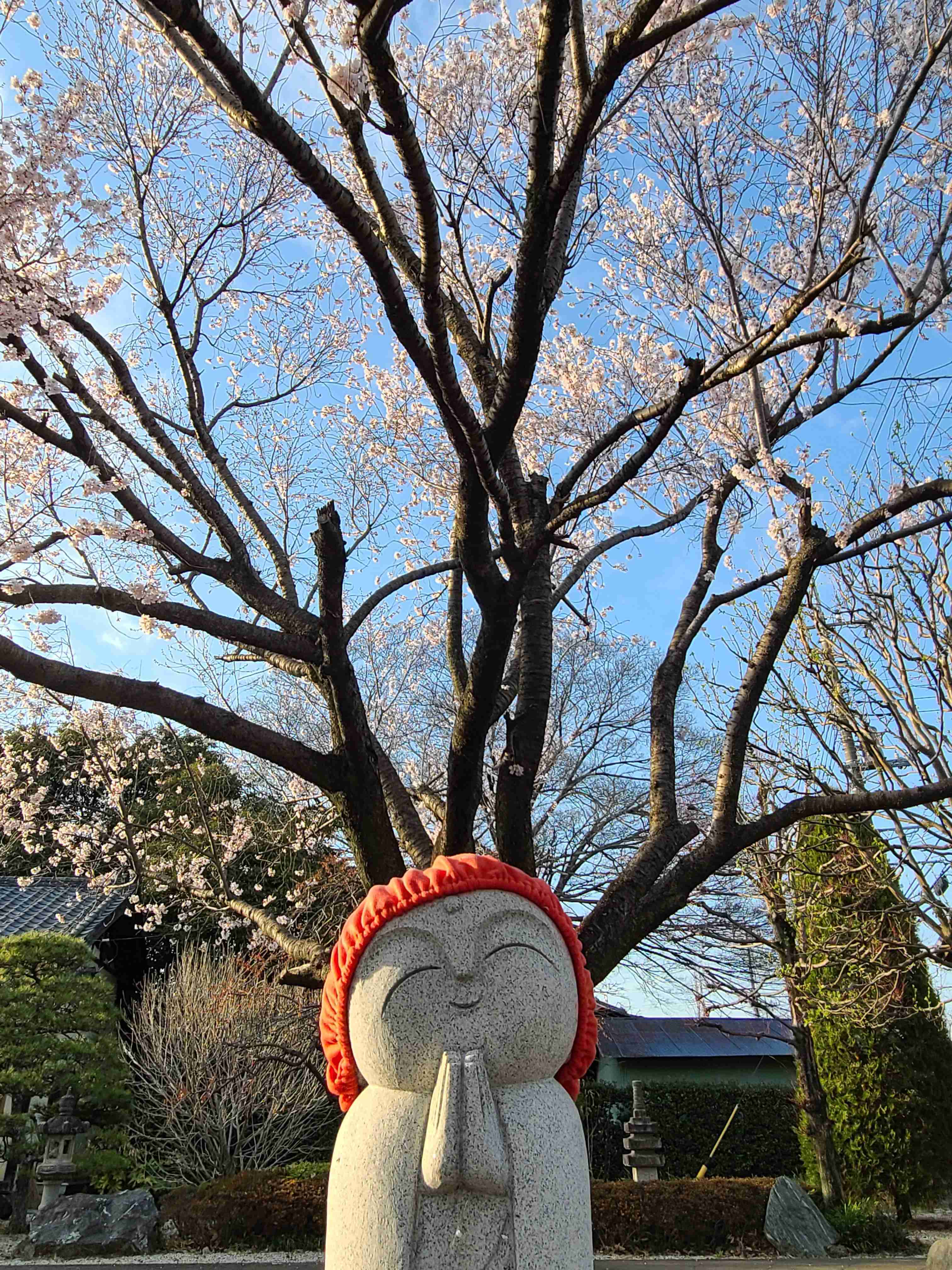 皆さんの近所の桜開花写真🌸