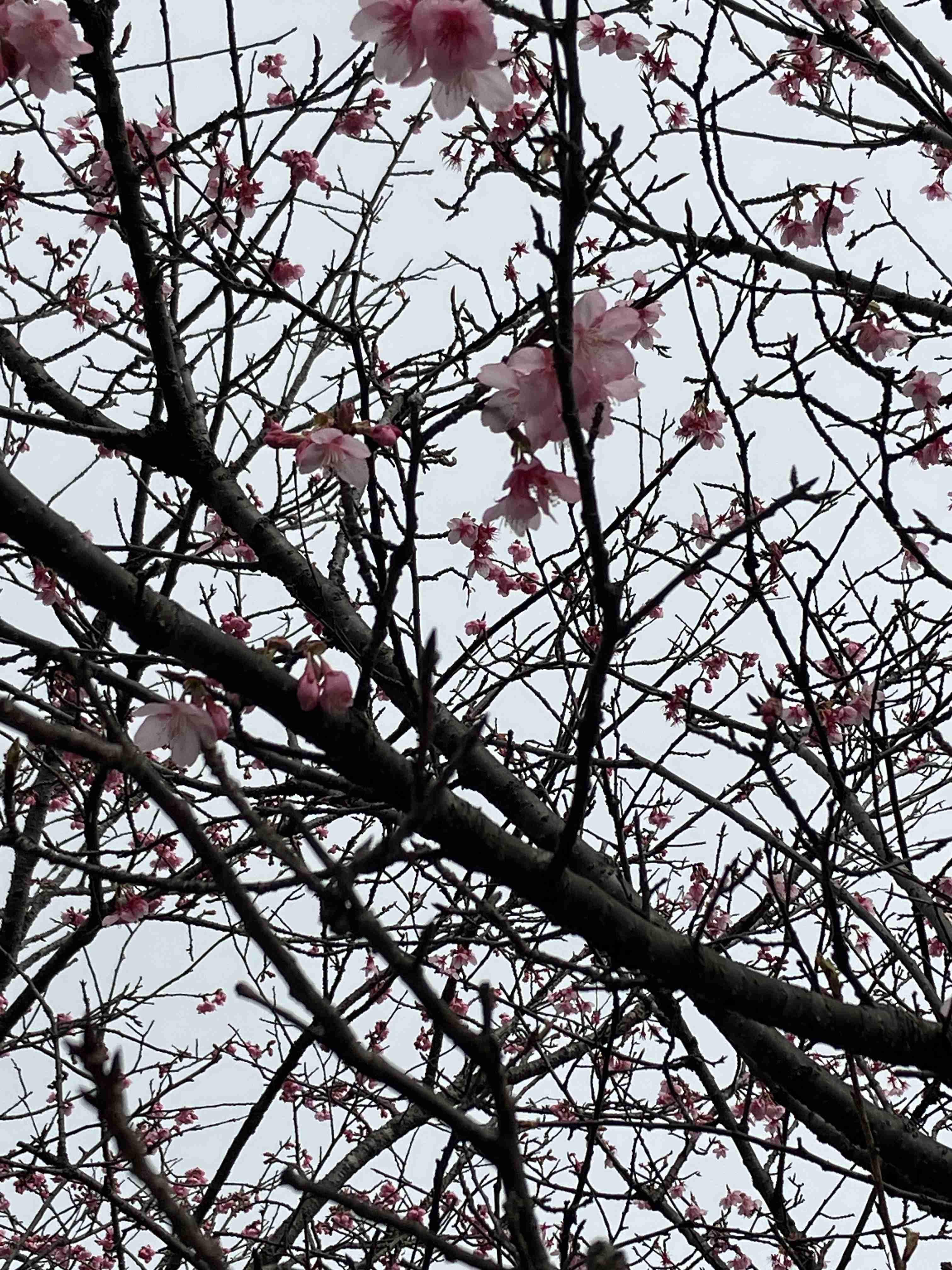 皆さんの近所の桜開花写真🌸