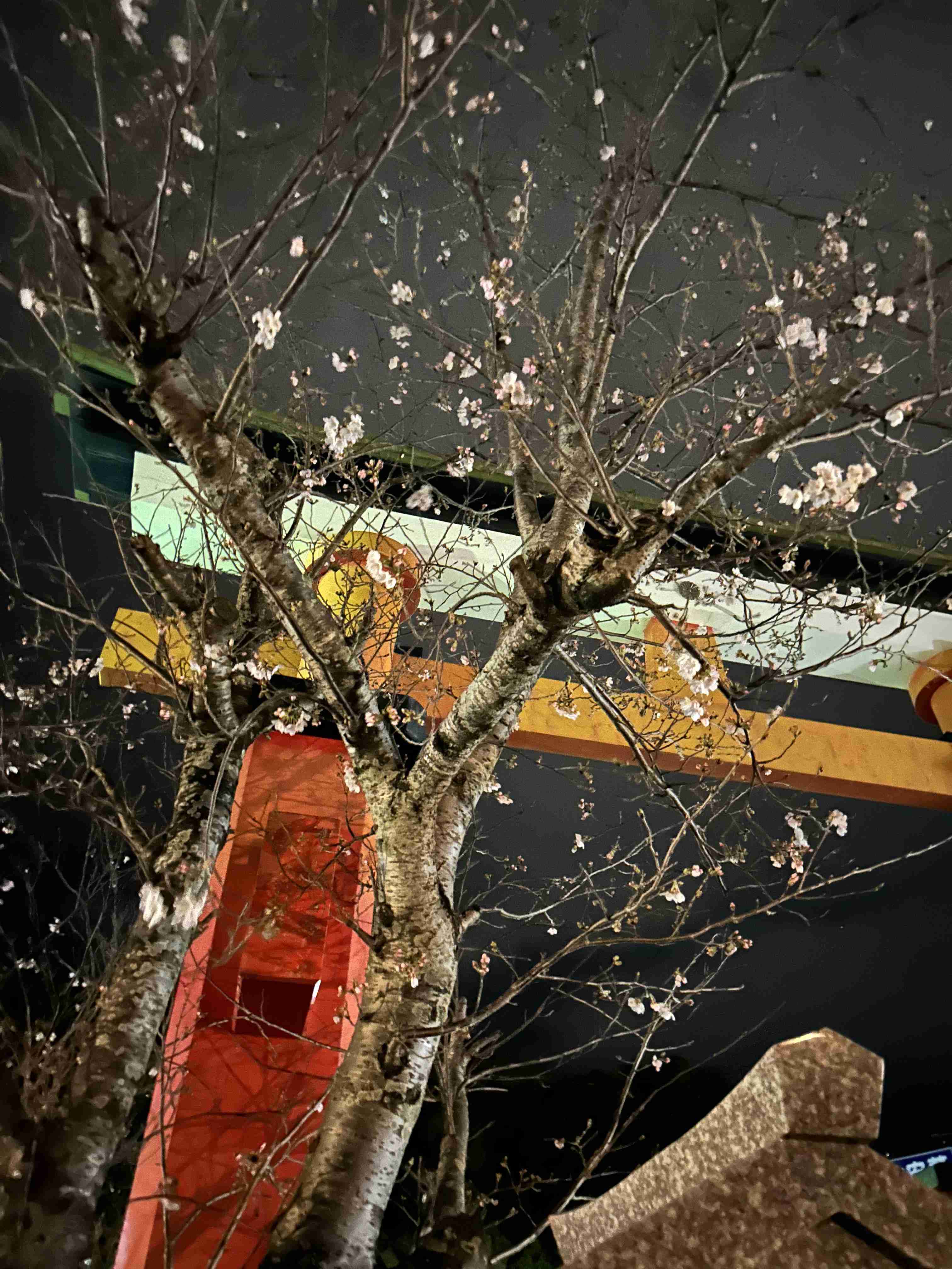 皆さんの近所の桜開花写真🌸