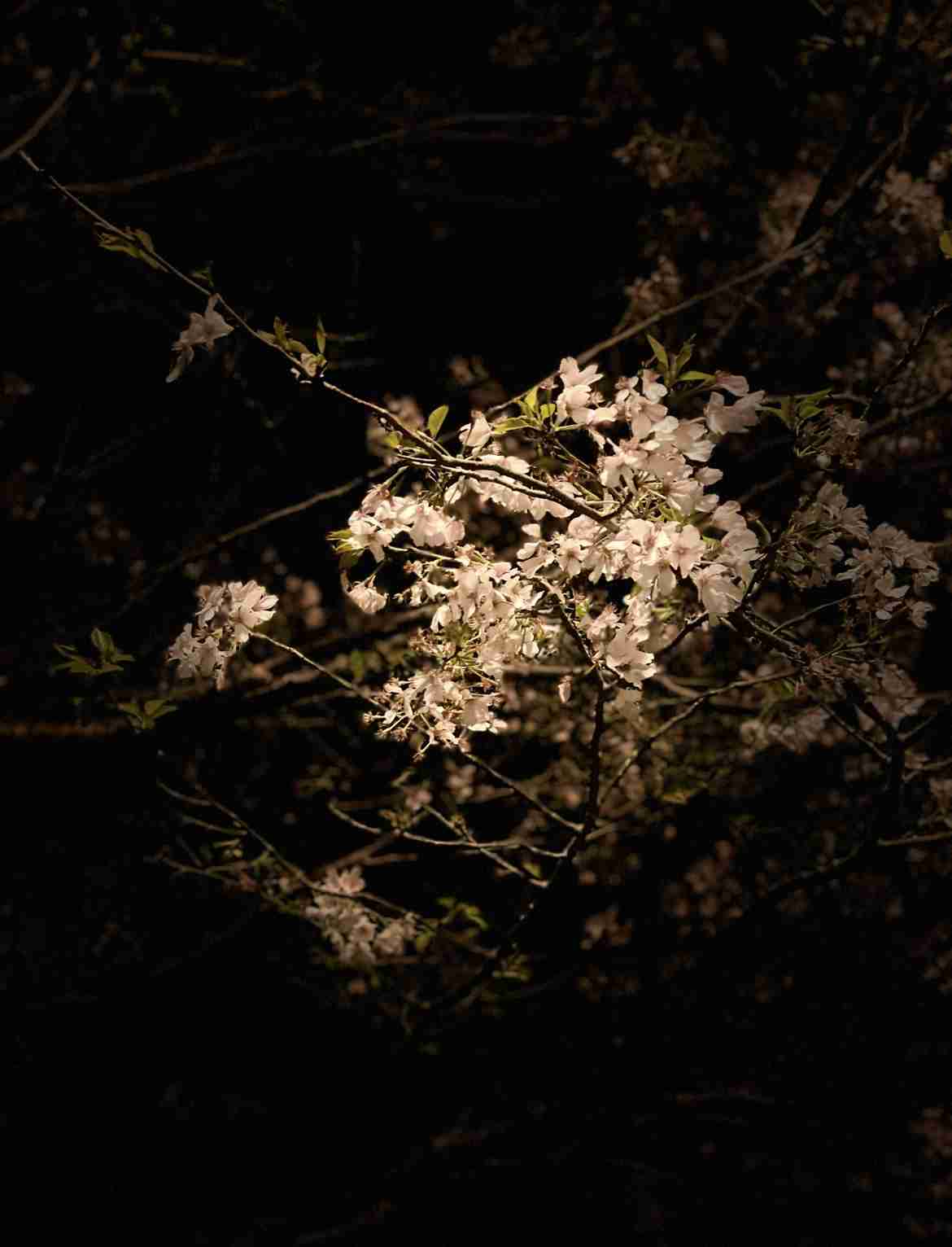 皆さんの近所の桜開花写真🌸