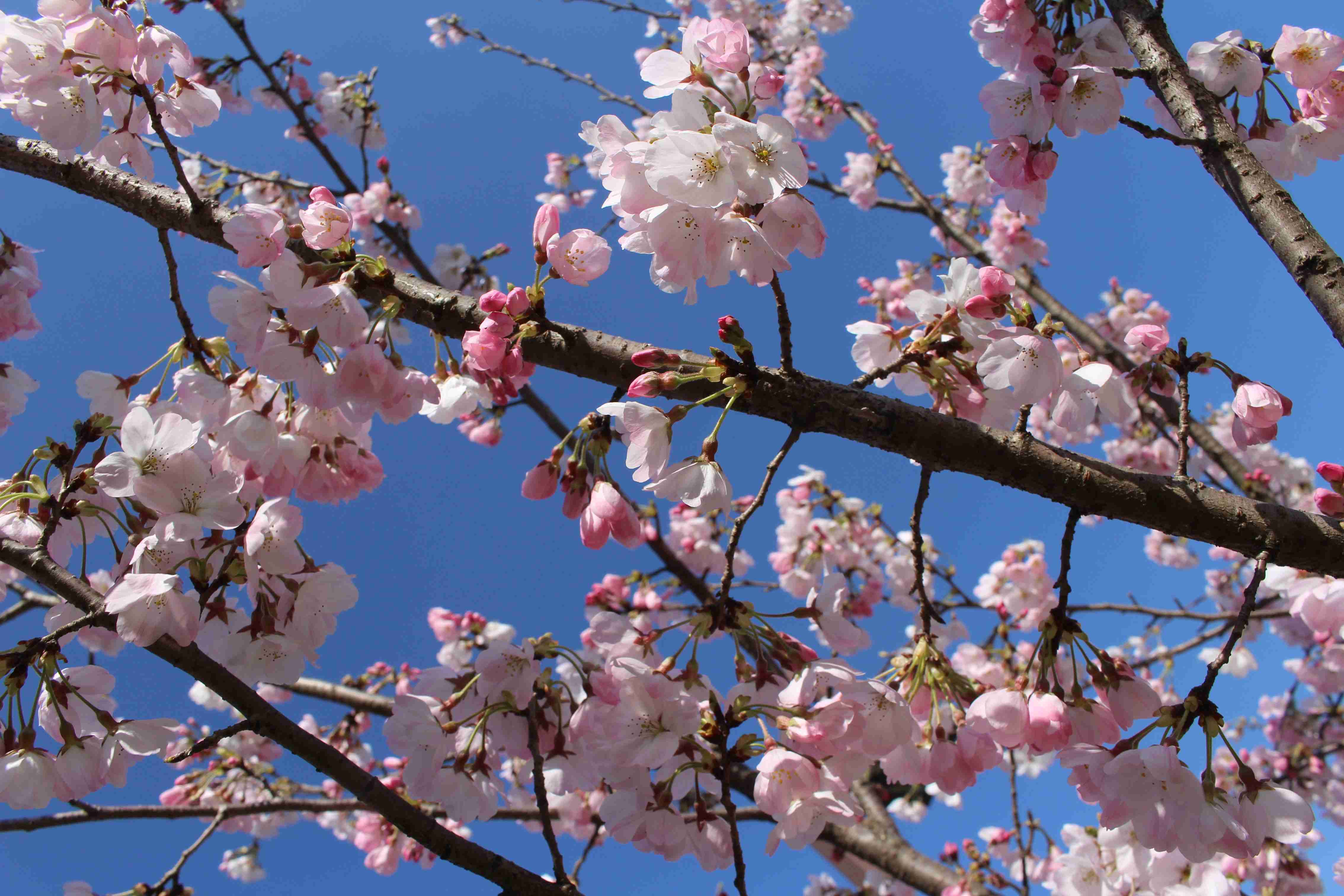 皆さんの近所の桜開花写真🌸