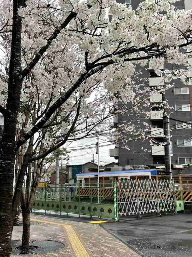 皆さんの近所の桜開花写真🌸