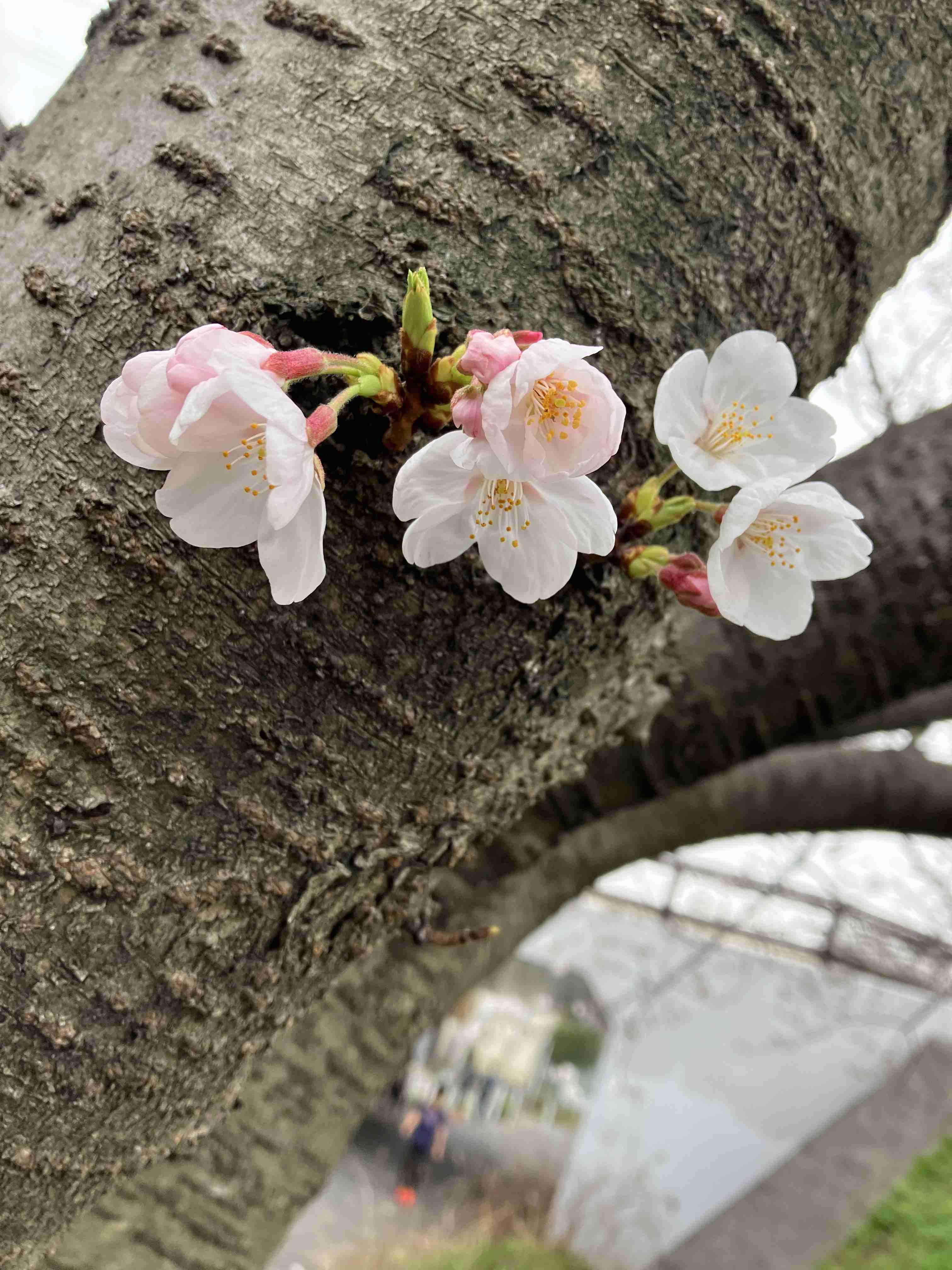 皆さんの近所の桜開花写真🌸
