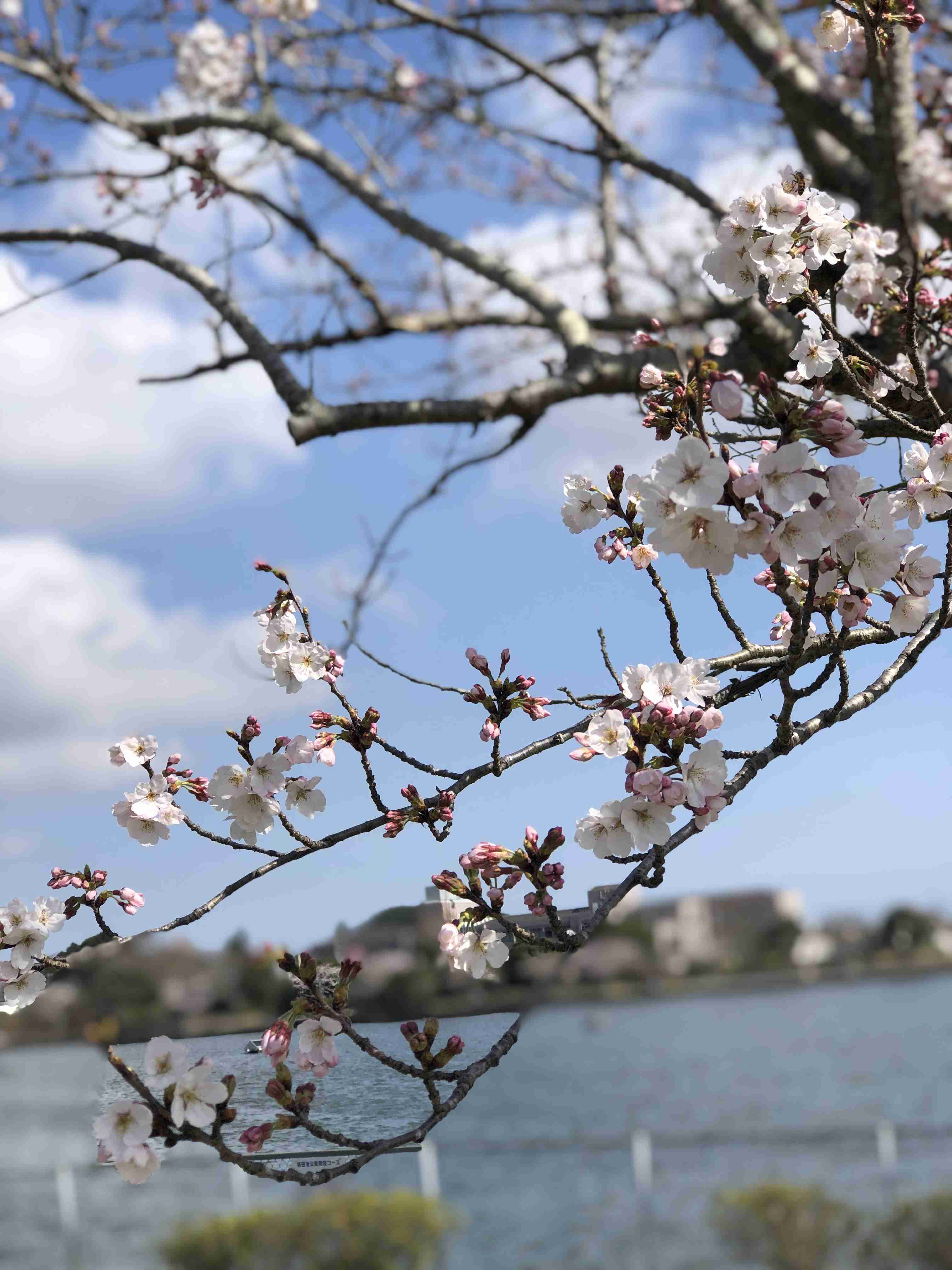 皆さんの近所の桜開花写真🌸
