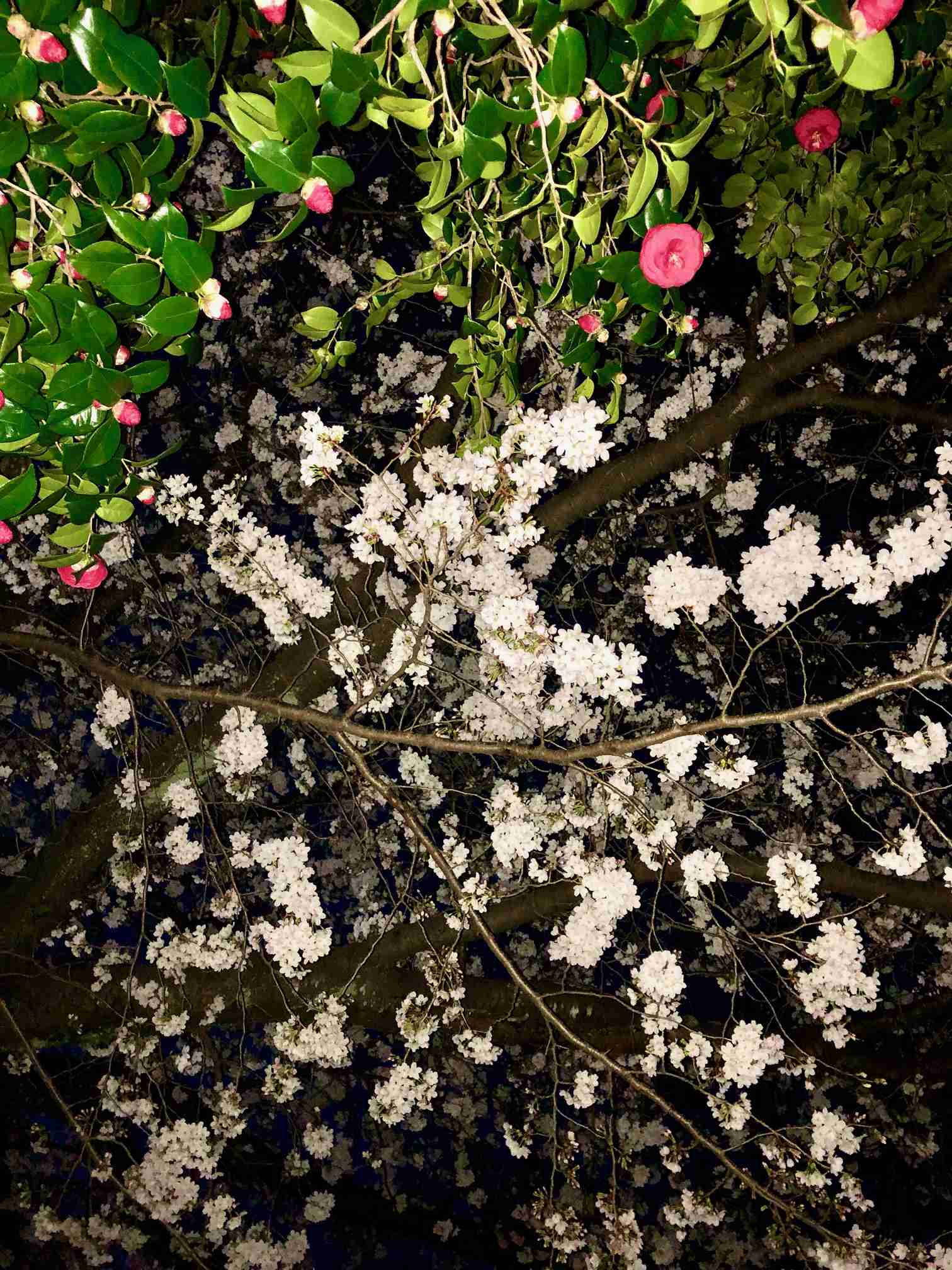 皆さんの近所の桜開花写真🌸