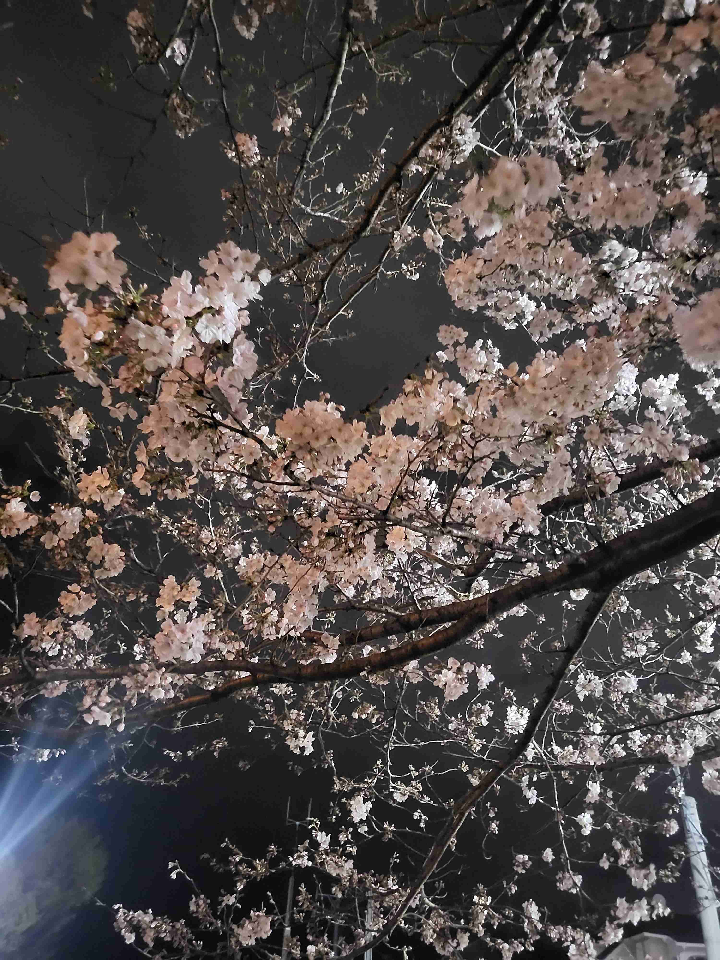 皆さんの近所の桜開花写真🌸