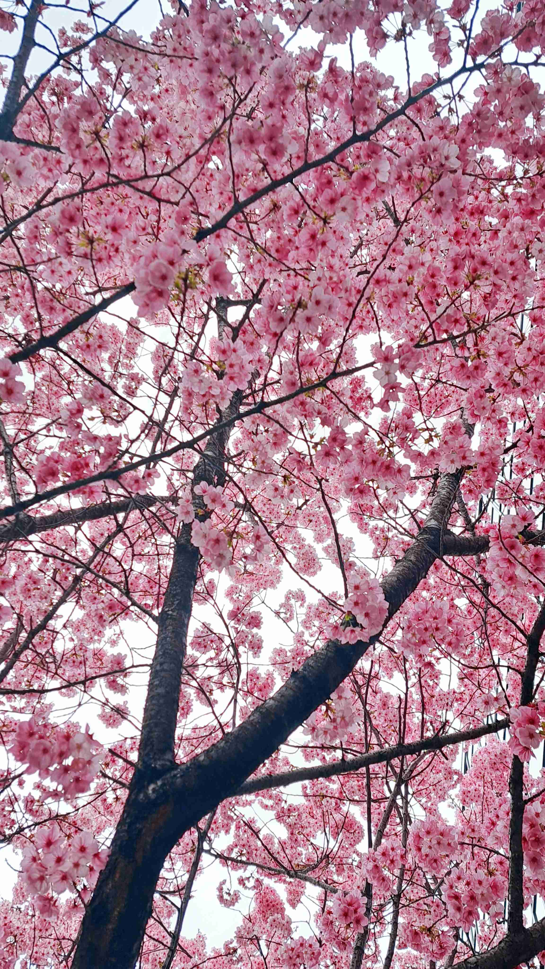 皆さんの近所の桜開花写真🌸