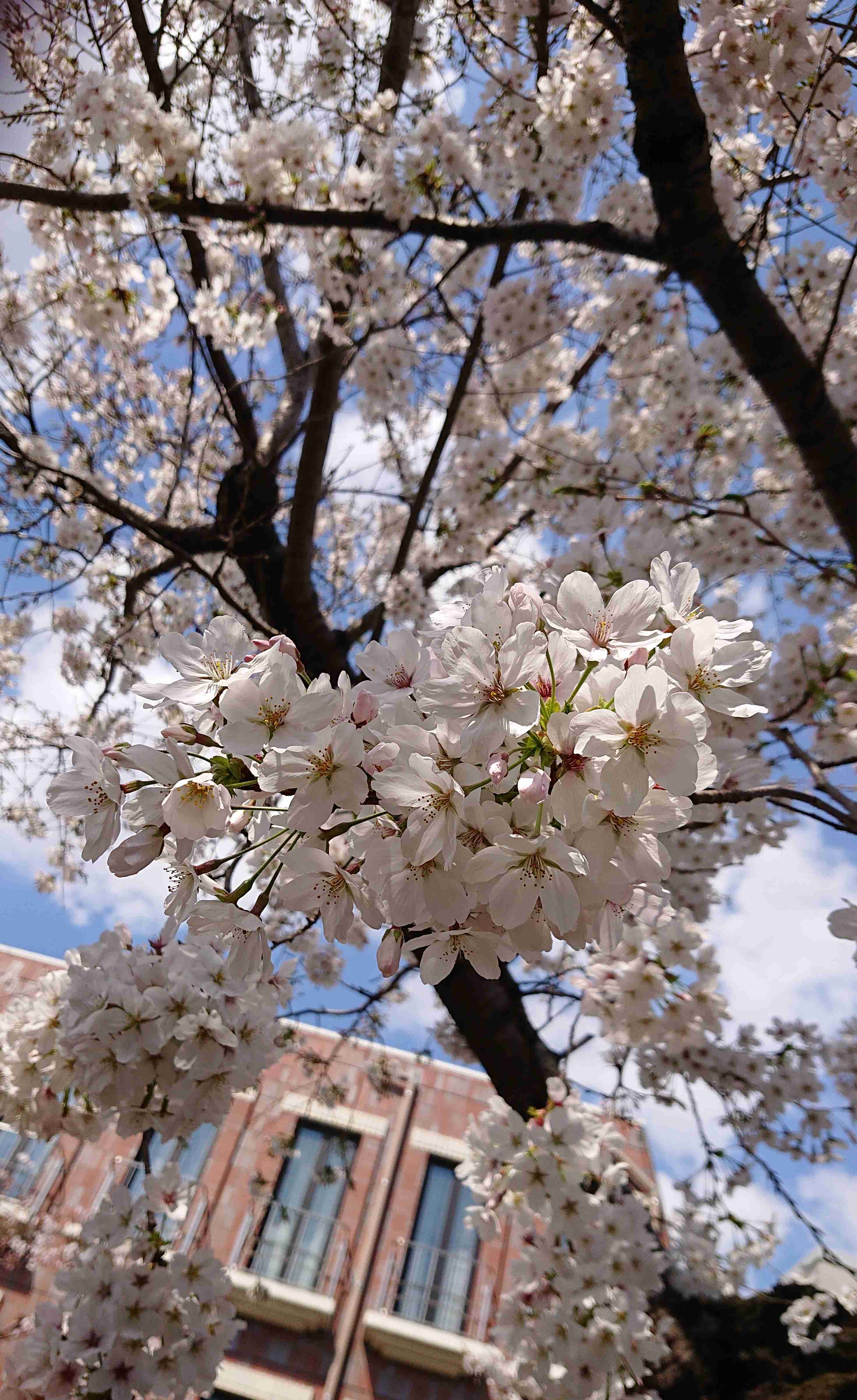 皆さんの近所の桜開花写真🌸
