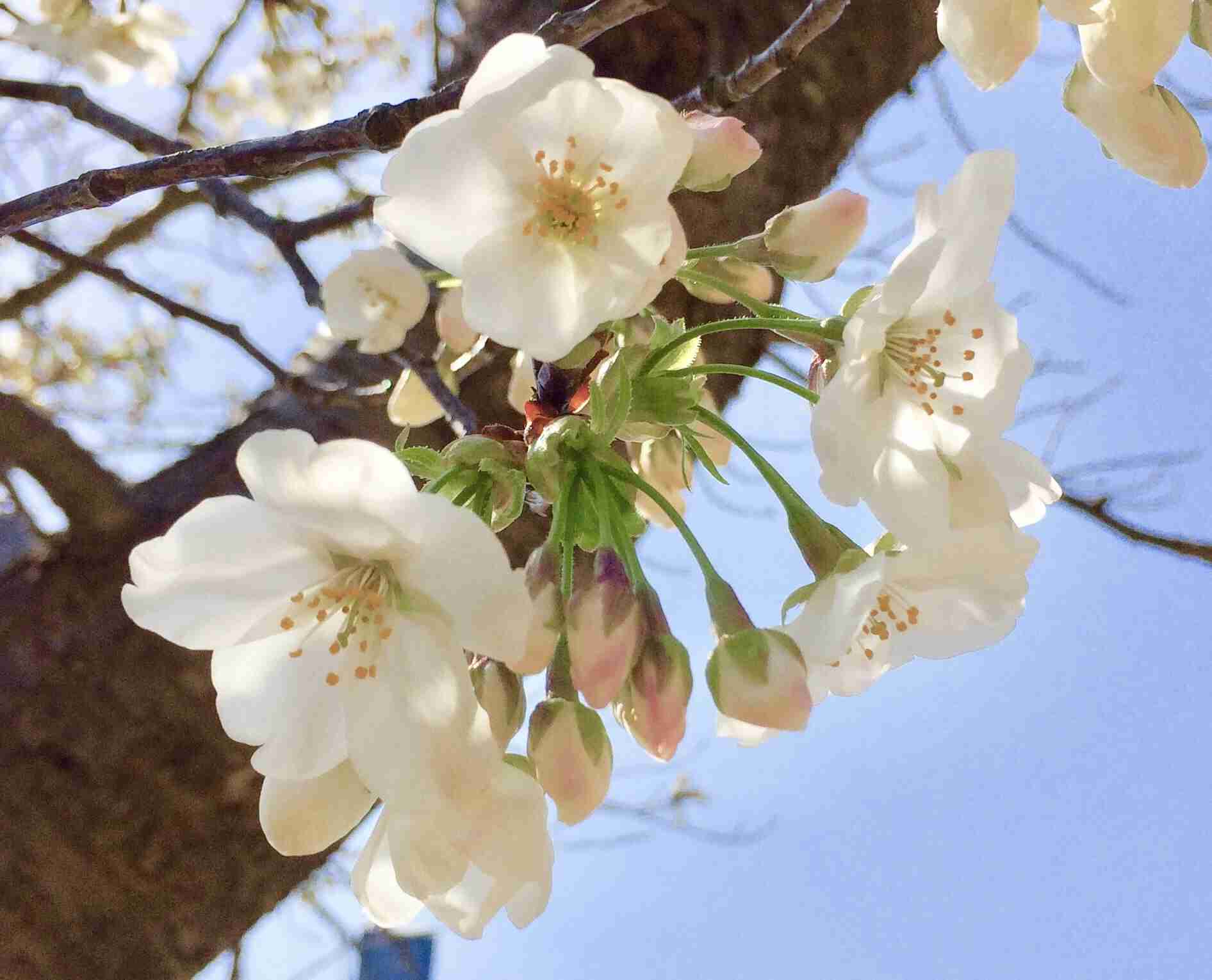 皆さんの近所の桜開花写真🌸