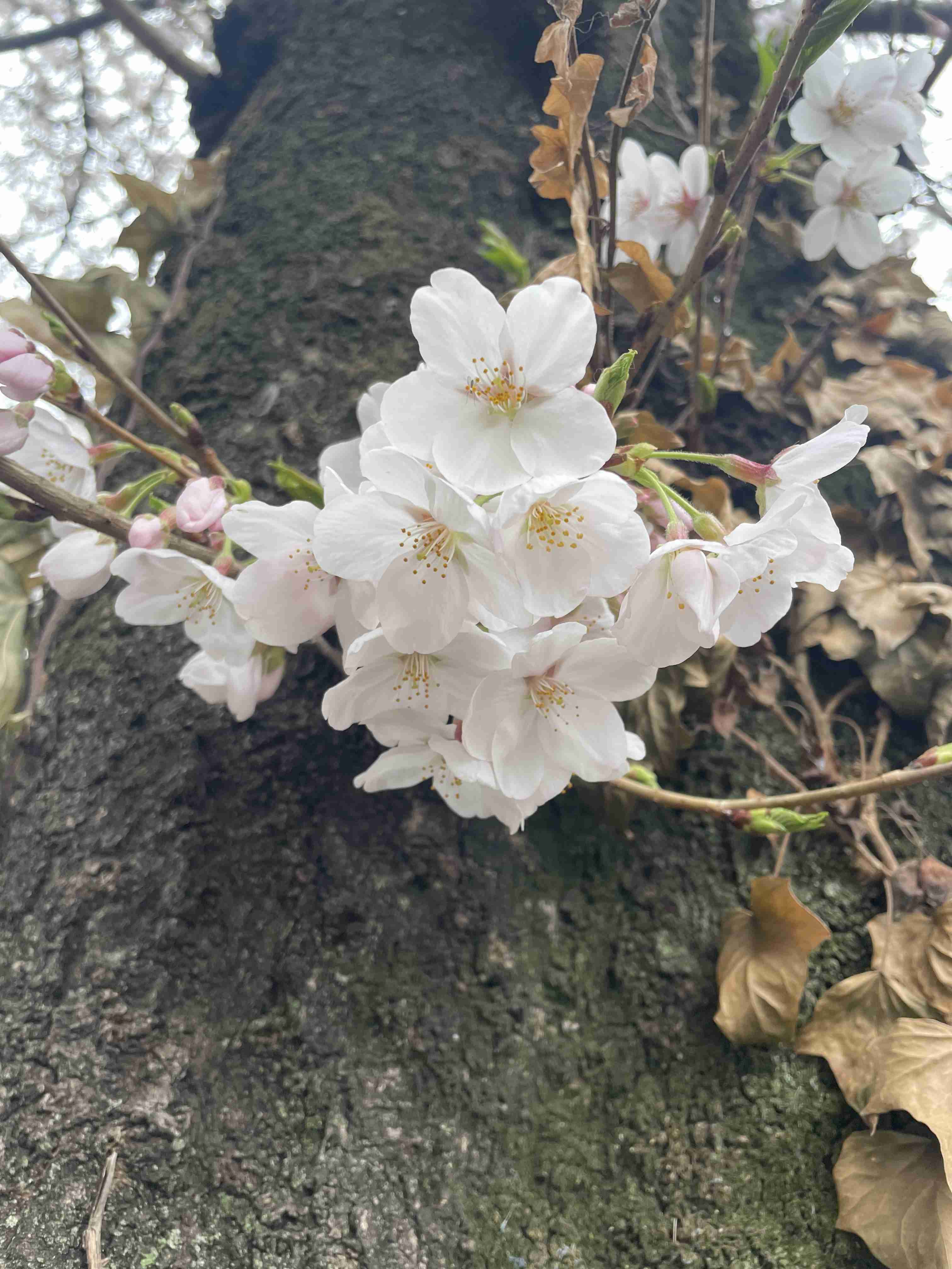 皆さんの近所の桜開花写真🌸