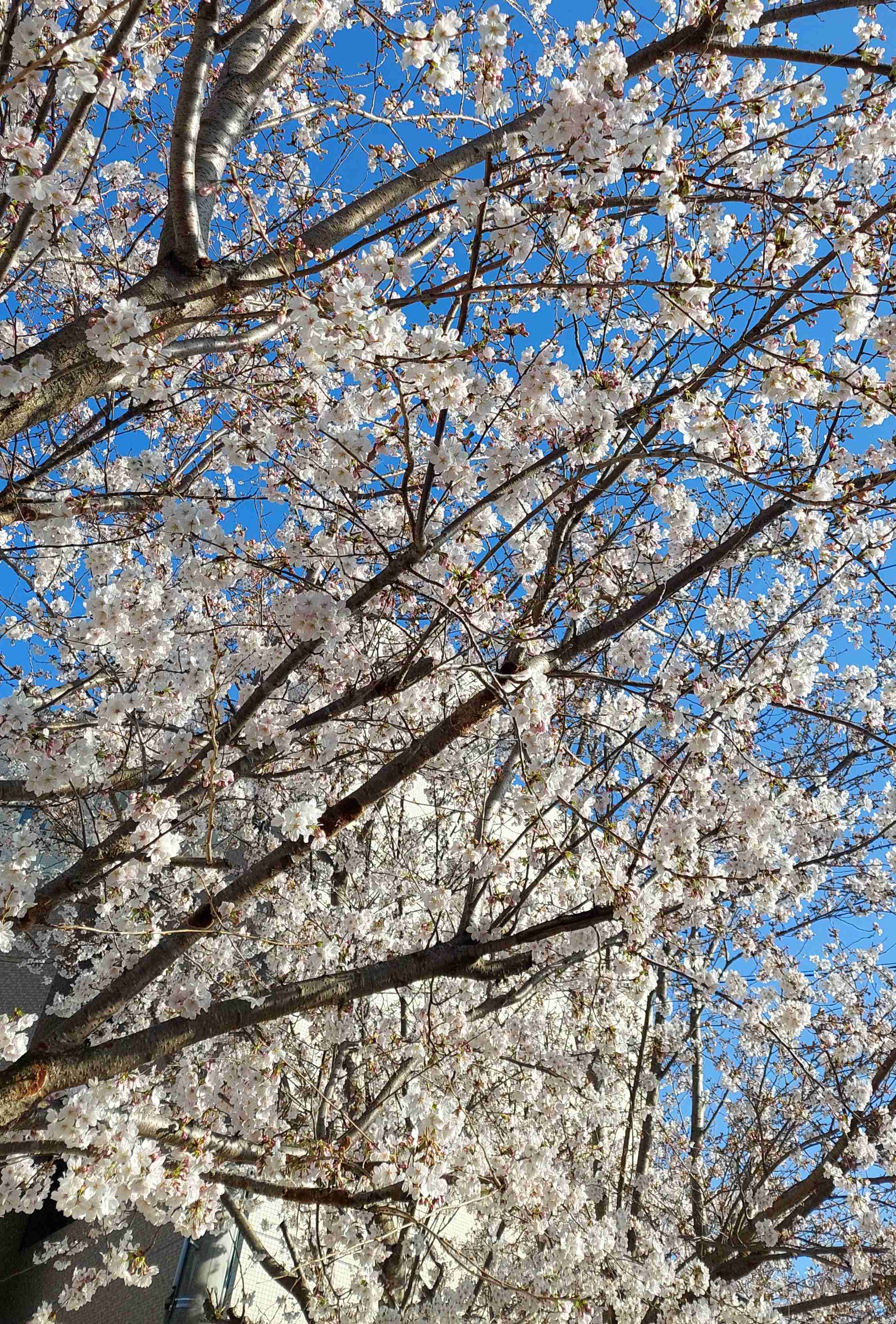 皆さんの近所の桜開花写真🌸