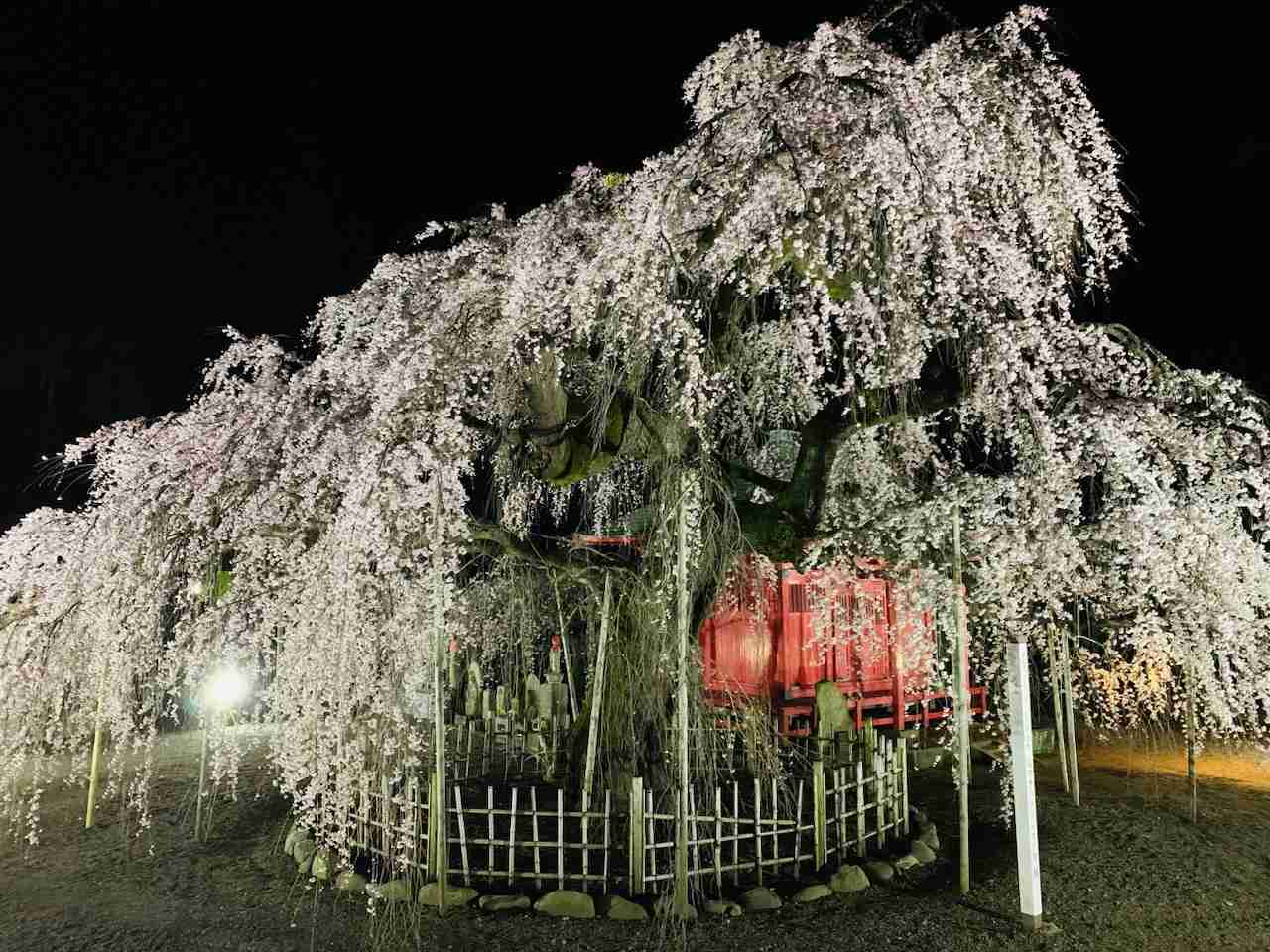 皆さんの近所の桜開花写真🌸