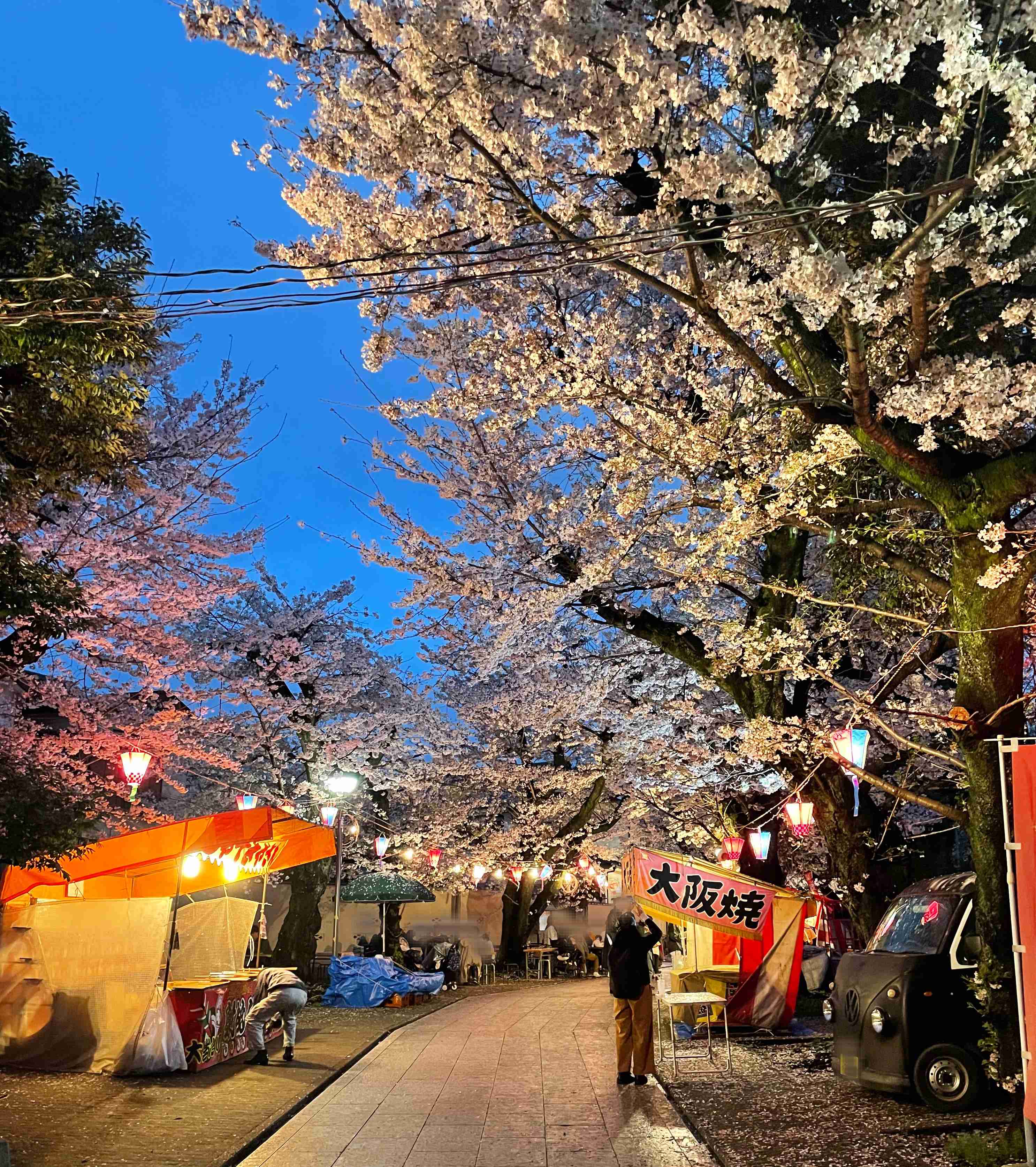皆さんの近所の桜開花写真🌸