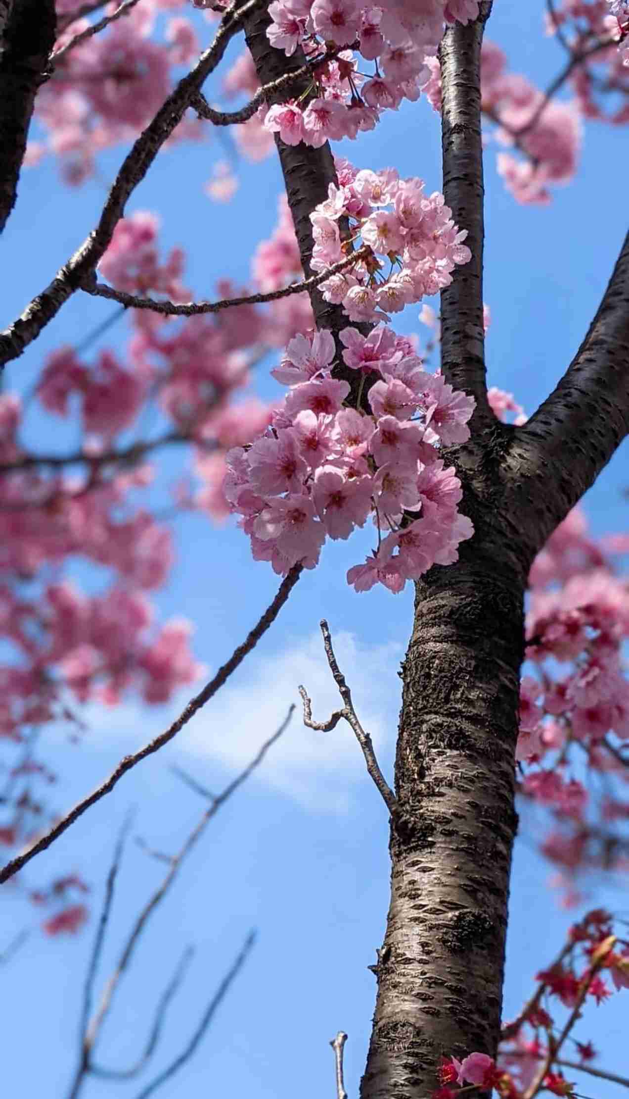 皆さんの近所の桜開花写真🌸