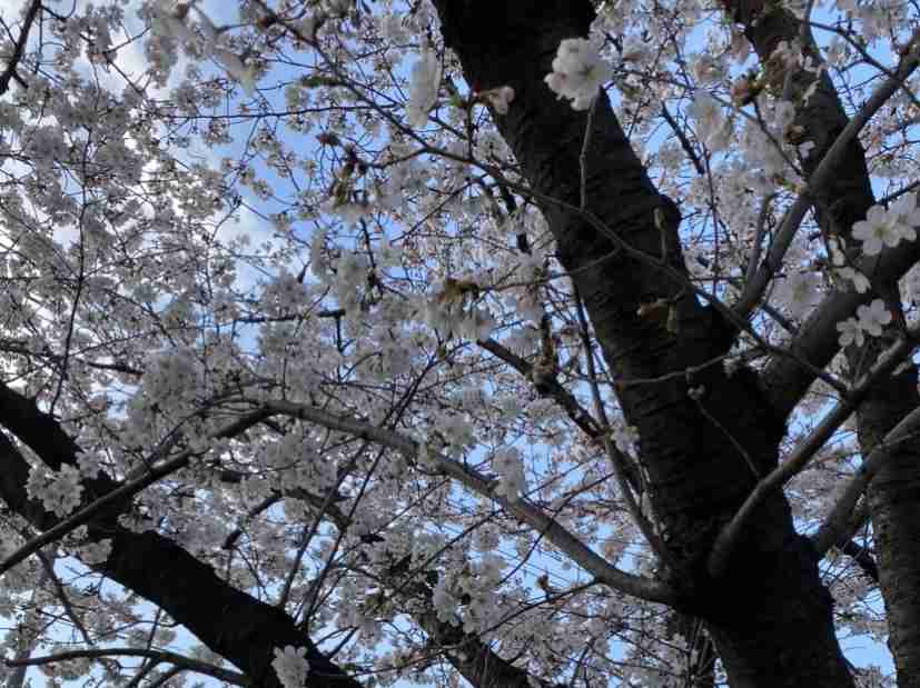 皆さんの近所の桜開花写真🌸