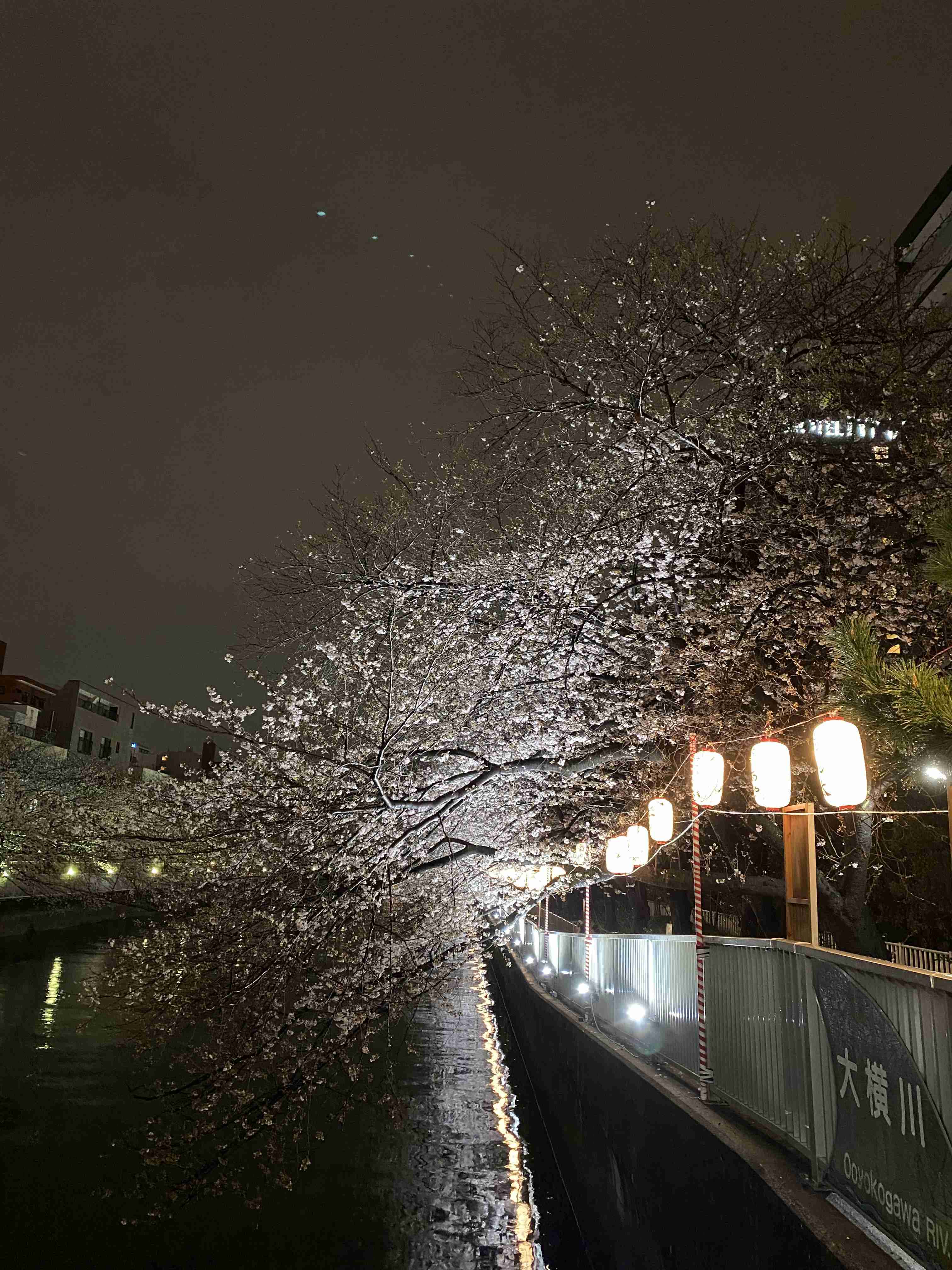皆さんの近所の桜開花写真🌸