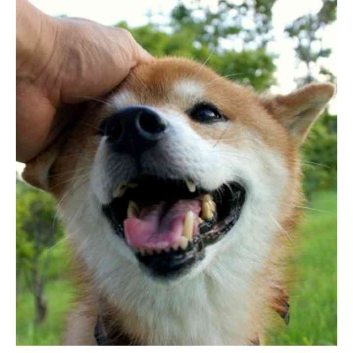 褒めたい人、褒められたい人