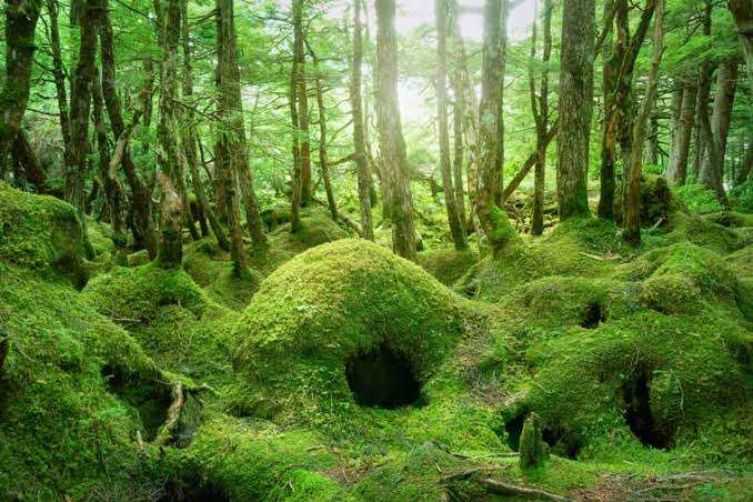 緑色の物の画像を貼るトピ