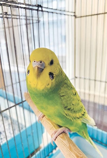 吉本新喜劇好きな人