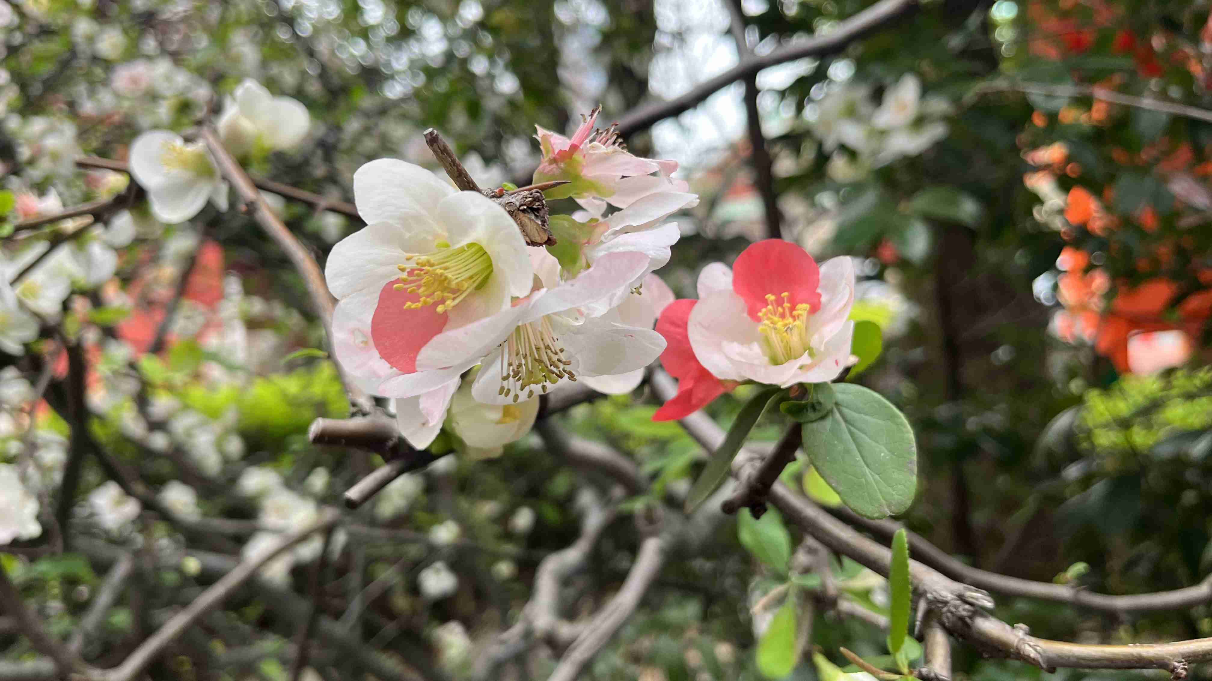 最強開運日、何しますか？