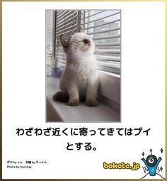 boketeで1000コメ以上を目指そう〜 part7〜