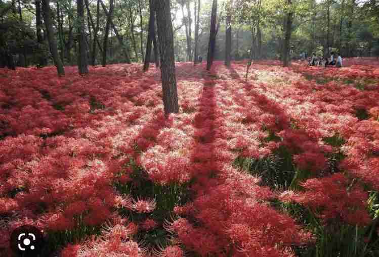 【定番・穴場】埼玉県の遊びや観光、グルメのおすすめ