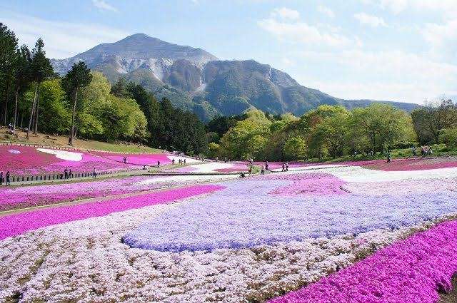 【定番・穴場】埼玉県の遊びや観光、グルメのおすすめ