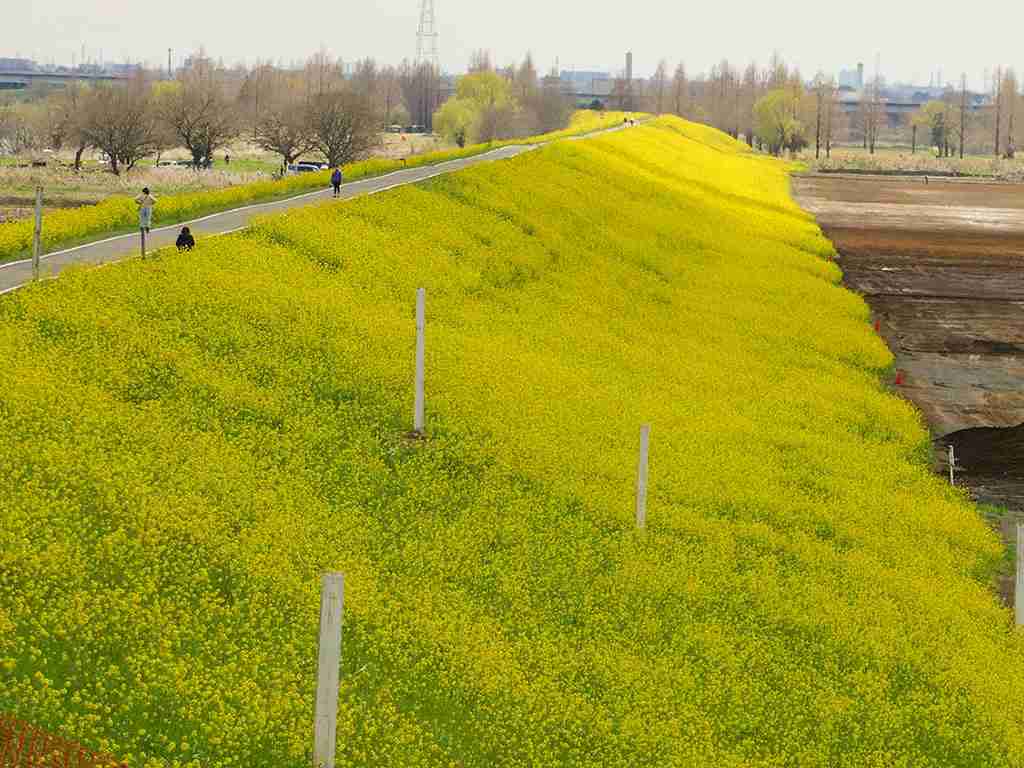【定番・穴場】埼玉県の遊びや観光、グルメのおすすめ