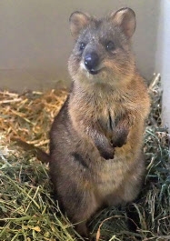 【定番・穴場】埼玉県の遊びや観光、グルメのおすすめ