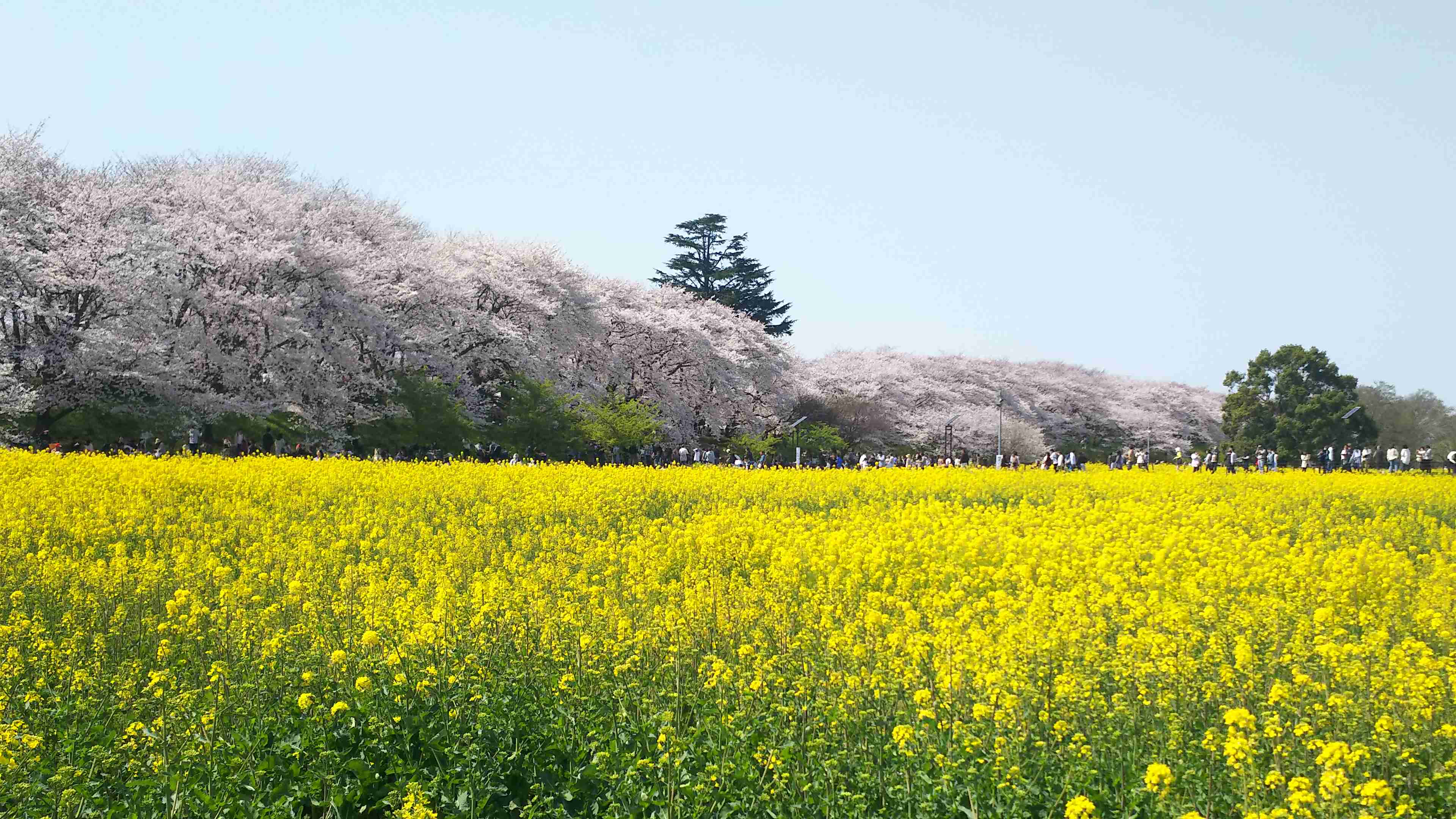 【定番・穴場】埼玉県の遊びや観光、グルメのおすすめ