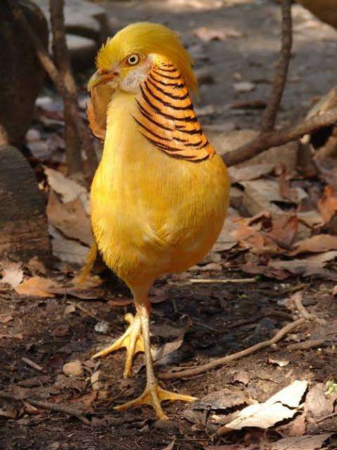 「ひろがるスカイ！プリキュア」3人目のプリキュアは12歳の男の子・夕凪ツバサ　4月2日放送で変身