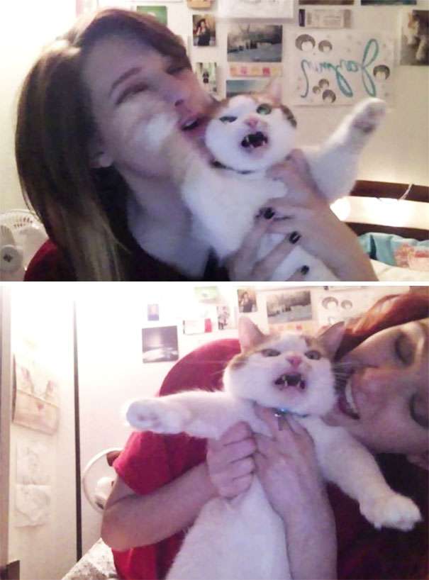 愛猫に懐かれない！