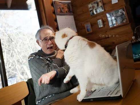 愛猫に懐かれない！