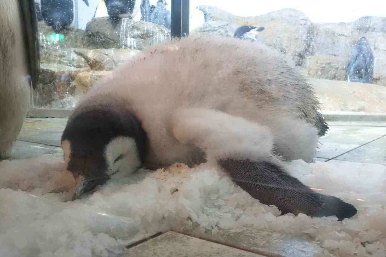 【深夜の】あなたの寝相描いてください【お絵描き】