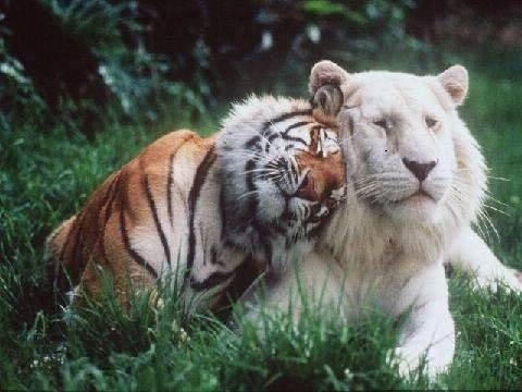 人間以外の動物の性格になれるとしたら何が良い？