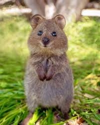 人間以外の動物の性格になれるとしたら何が良い？