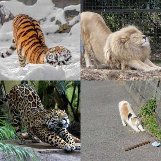 人間以外の動物の性格になれるとしたら何が良い？