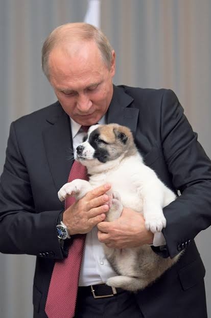 プーチン大統領に贈った秋田犬、日露交流途絶え情報なし…「元気なうちに姿見せてほしい」