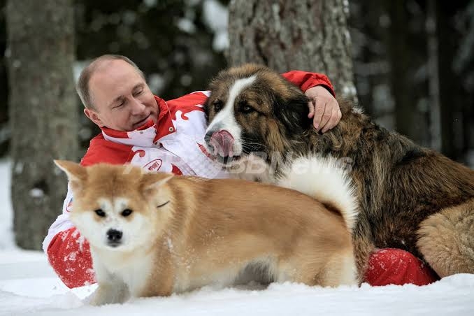 プーチン大統領に贈った秋田犬、日露交流途絶え情報なし…「元気なうちに姿見せてほしい」