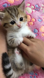 「肉球ってそうなってるのか！」お手々見せるの上手な猫さんによる
