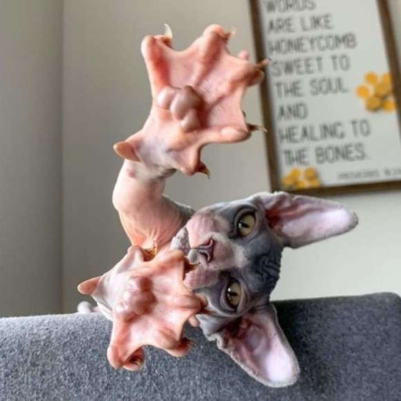 「肉球ってそうなってるのか！」お手々見せるの上手な猫さんによる