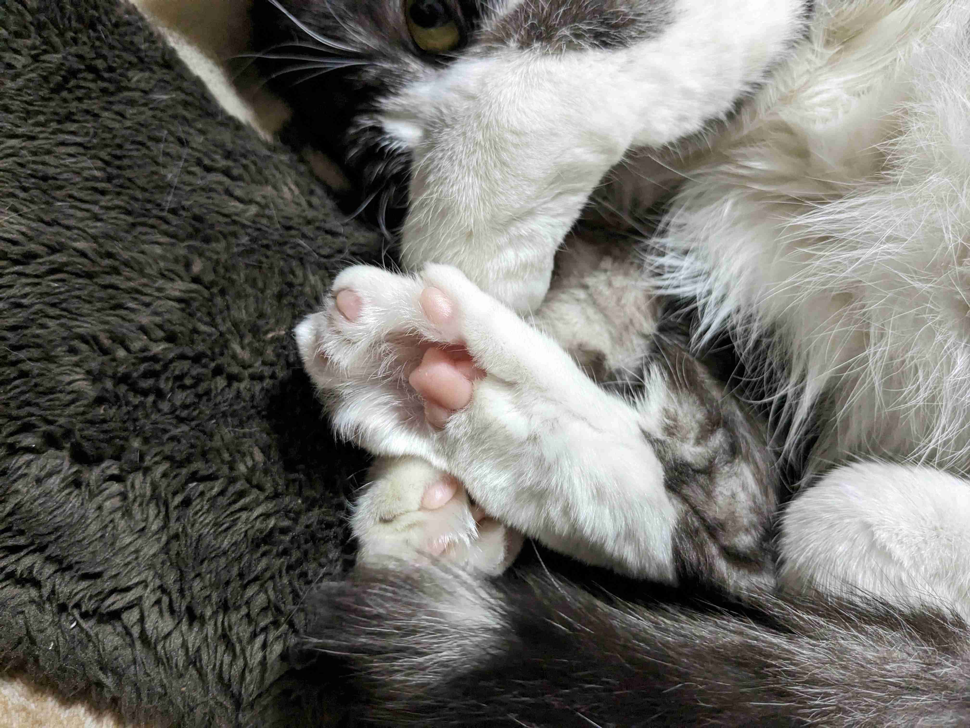「肉球ってそうなってるのか！」お手々見せるの上手な猫さんによる
