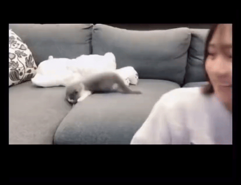 指原プロデュースアイドル、飼い猫投げる叩くで大炎上「おもちゃ扱い」「ぞっとした」ドン引きの中擁護の声も