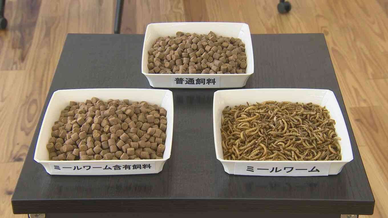 登録者数60万人の現役内科医ユーチューバー　“コオロギ食”発言で裁判か「内容証明郵便が届きました」